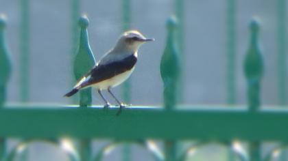 Northern Wheatear