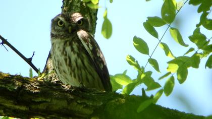 Little Owl