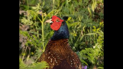 Common Pheasant