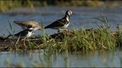 Ruddy Turnstone