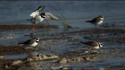 Common Ringed Plover