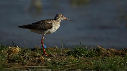 Common Redshank