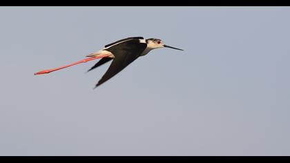 Black-winged Stilt