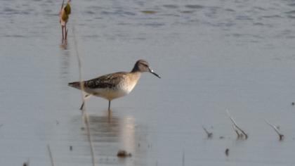Wood Sandpiper