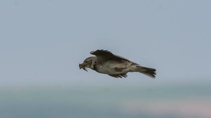 Calandra Lark