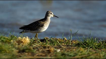 Wood Sandpiper