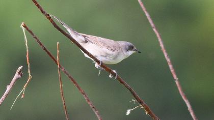 Eastern Orphean Warbler