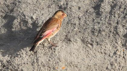 Eurasian Crimson-winged Finch
