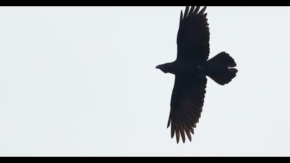 Northern Raven