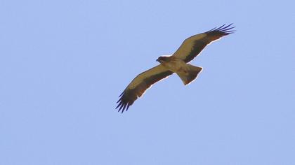 Booted Eagle