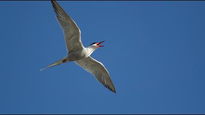 Common Tern