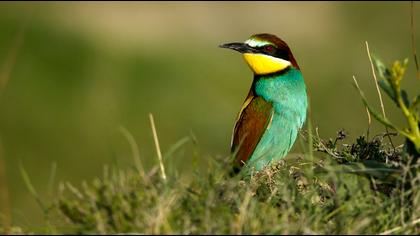 European Bee-eater