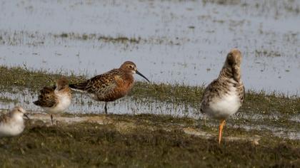Curlew Sandpiper