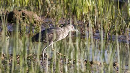 Black-crowned Night Heron