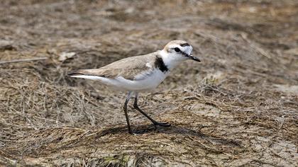 Kentish Plover