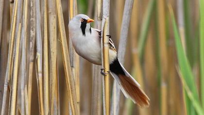 Bearded Reedling