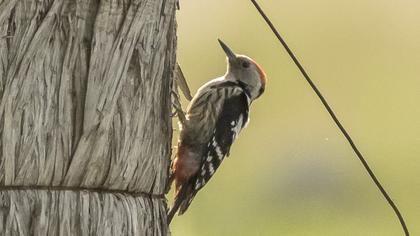 Middle Spotted Woodpecker