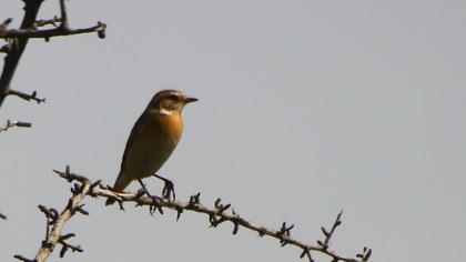 Whinchat