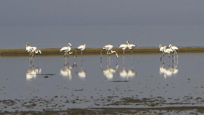 Greater Flamingo