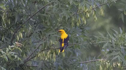 Eurasian Golden Oriole