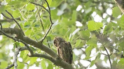 Eurasian Scops Owl