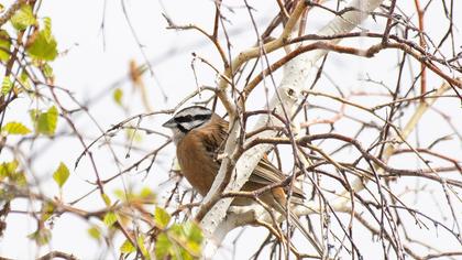 Rock Bunting