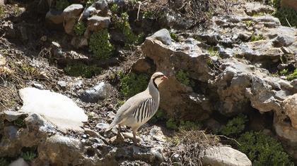 Chukar Partridge