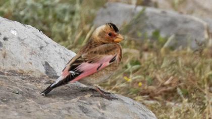Eurasian Crimson-winged Finch
