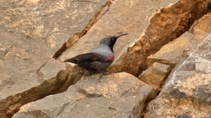 Wallcreeper