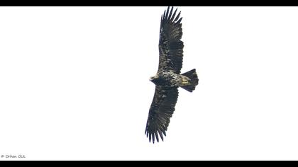 Eastern Imperial Eagle