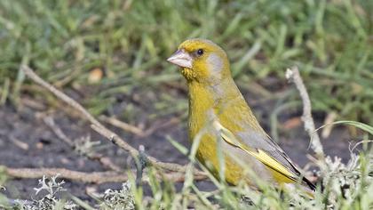 European Greenfinch