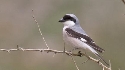 Lesser Grey Shrike
