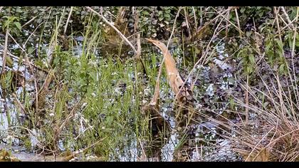 Little Bittern
