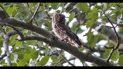 Eurasian Scops Owl