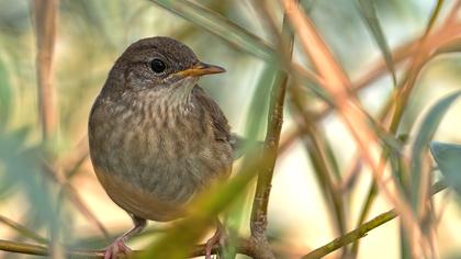 Ağaç kamışçını