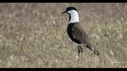 Spur-winged Lapwing