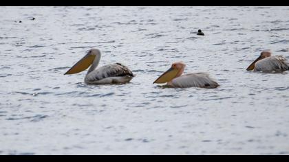 Great White Pelican