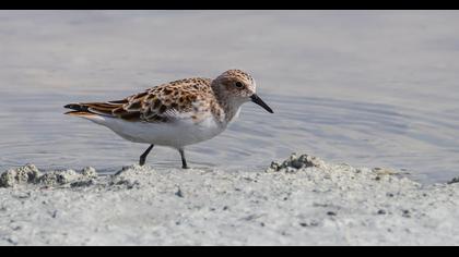 Little Stint