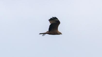 Black Kite