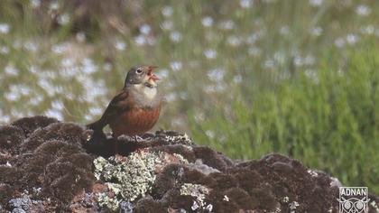 Ortolan Bunting