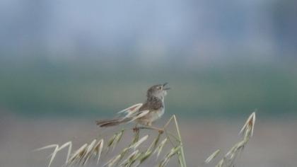 Delicate prinia