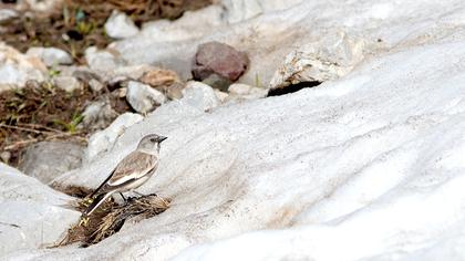 White-winged Snowfinch