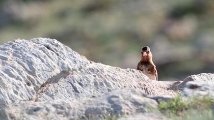 Eurasian Crimson-winged Finch