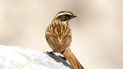 Radde`s Accentor