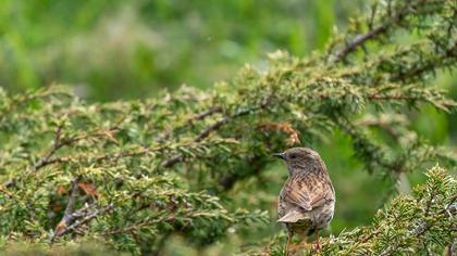 Dunnock