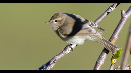 Mountain Chiffchaff