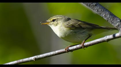 Green Warbler