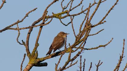 Eastern Olivaceous Warbler