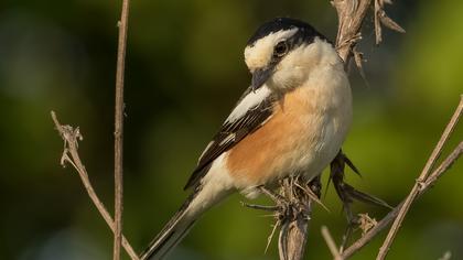 Masked Shrike