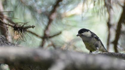 Coal Tit